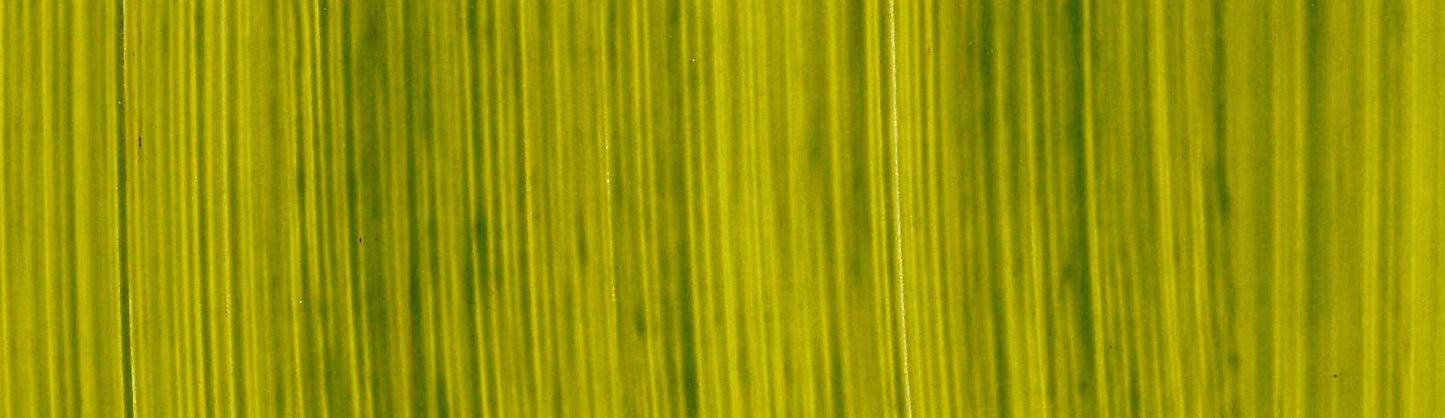 product image of Summer Green