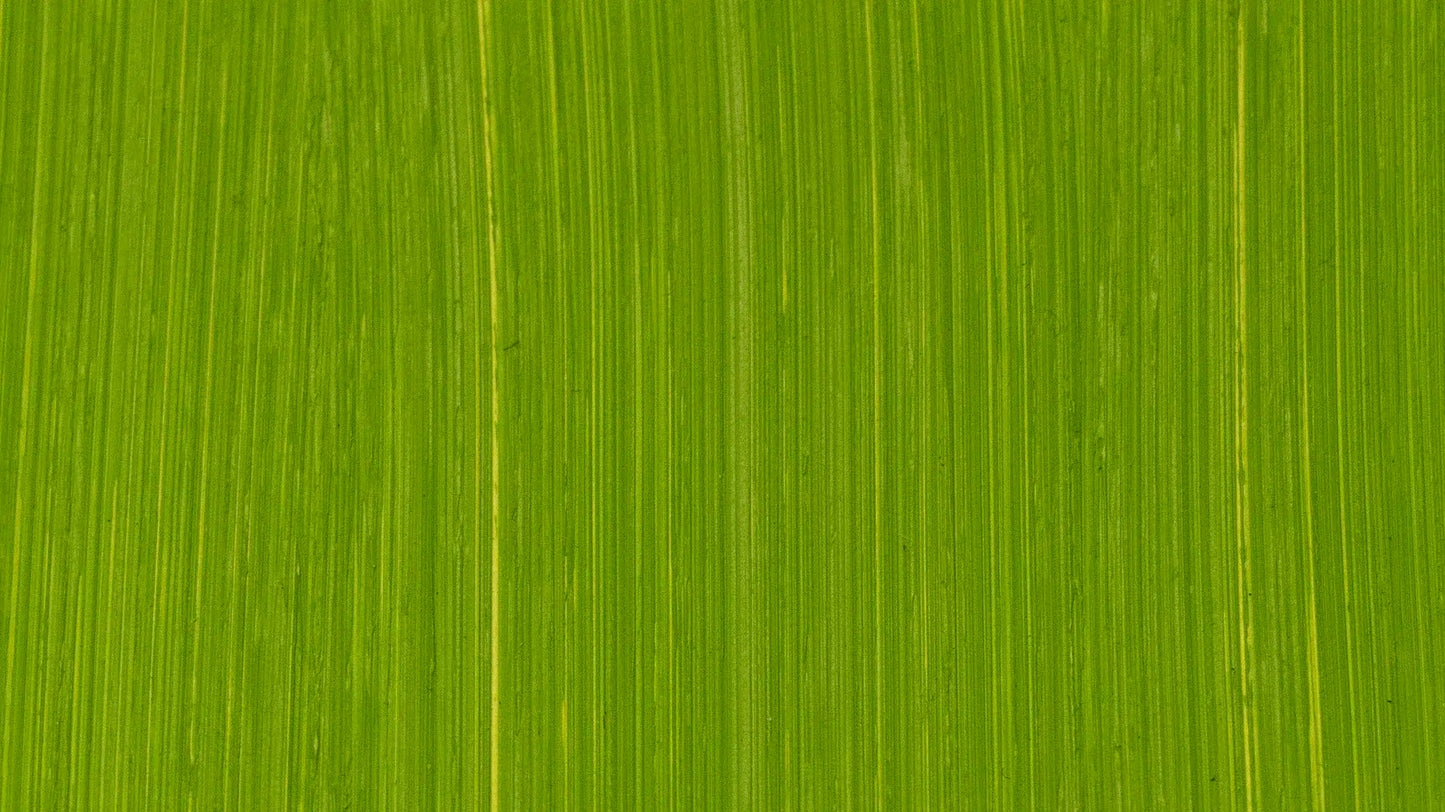 product image of Cadmium Green