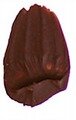 Burnt Sienna