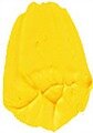 Cadmium Yellow Medium Hue