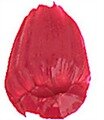 Primary Magenta