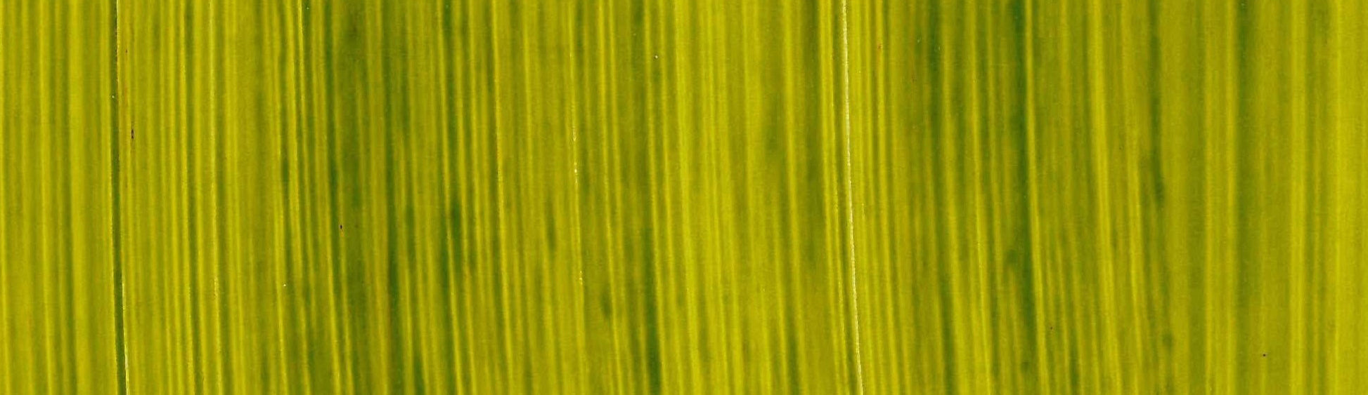 product image of Summer Green