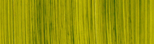 product image of Summer Green