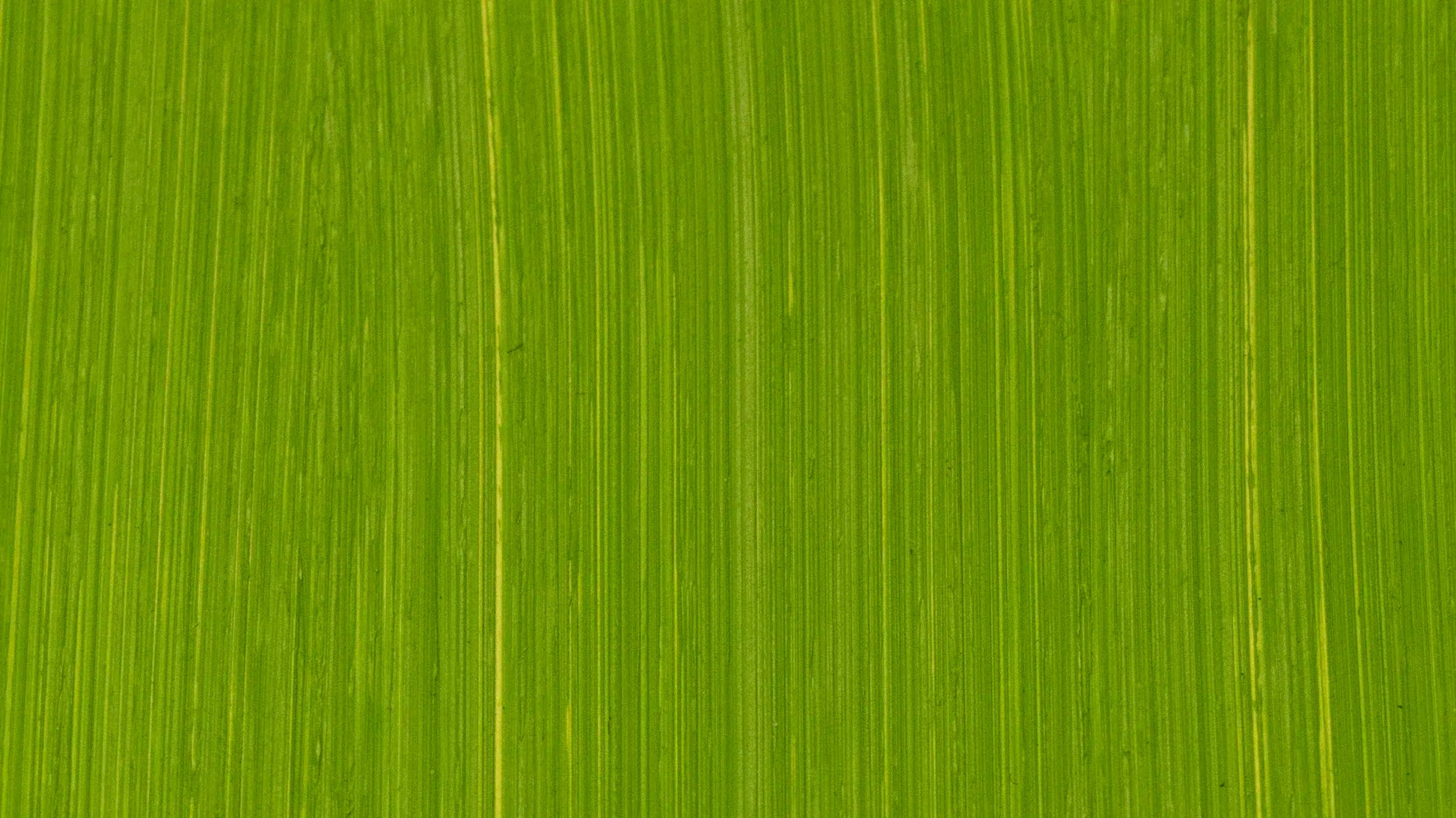 product image of Cadmium Green