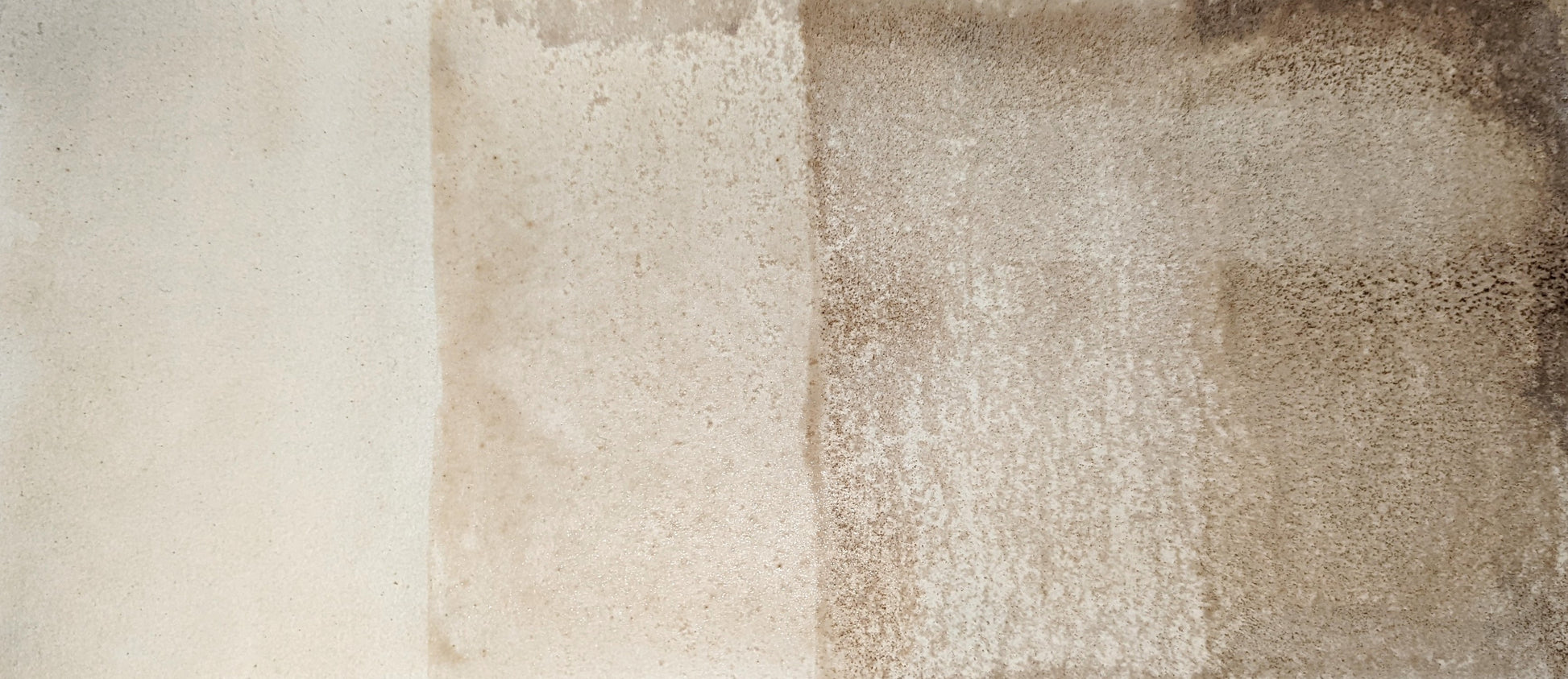 product image of Elderberry